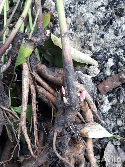 Пионы саженцы