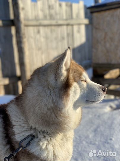 Тур на Север 3 дня