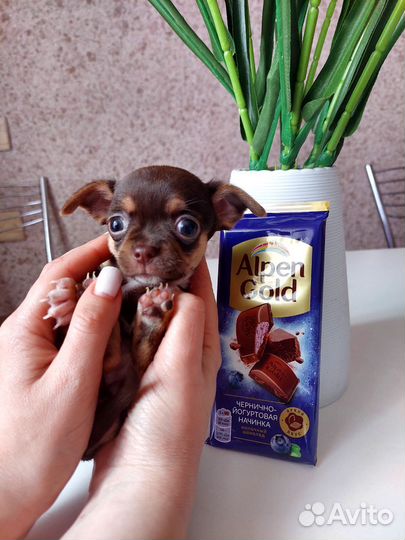 Щенки чихуахуа мини