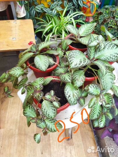 Комнатные цветы