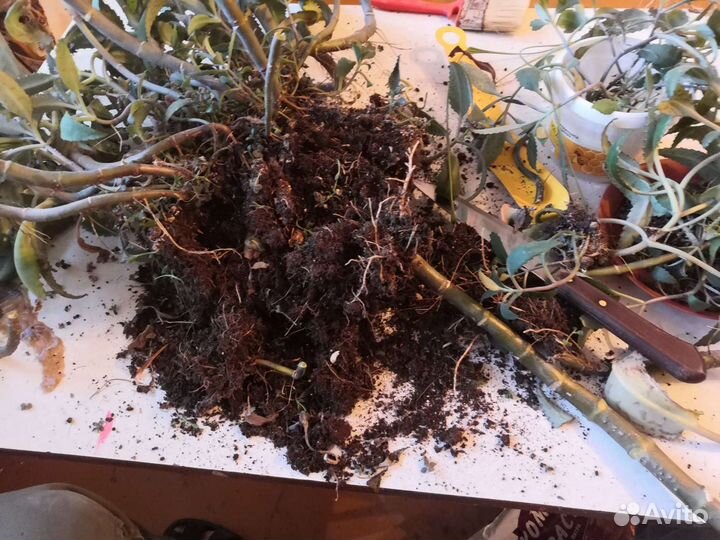 Каланхоэ отдам