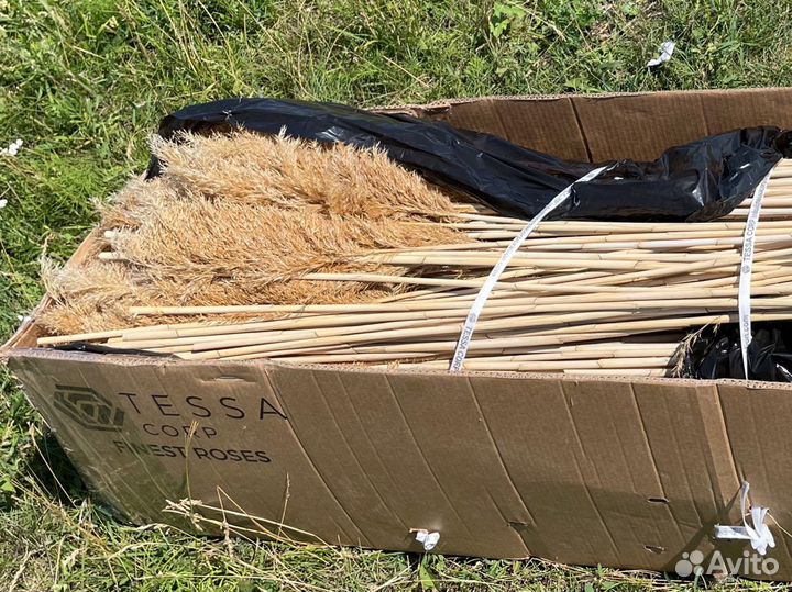 Тростник камыш сухоцвет оптом