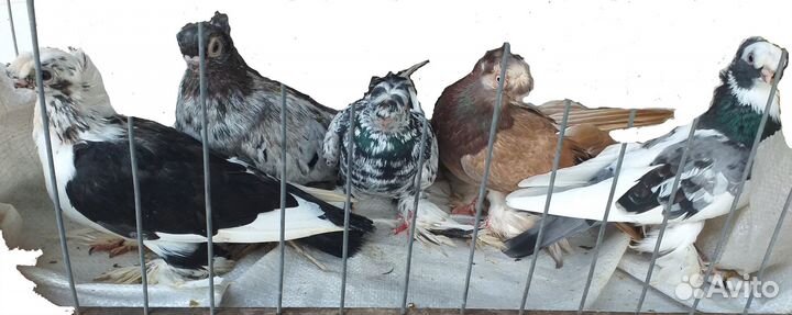 Голуби узбекские