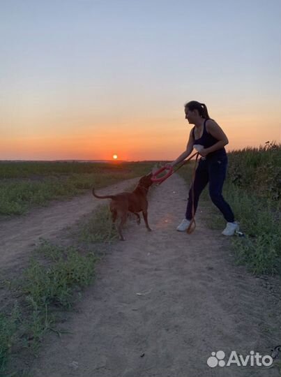 Передержка собак / выгул собак / зооняня