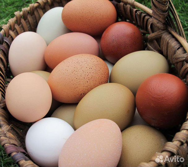 Домашние куриные яйца