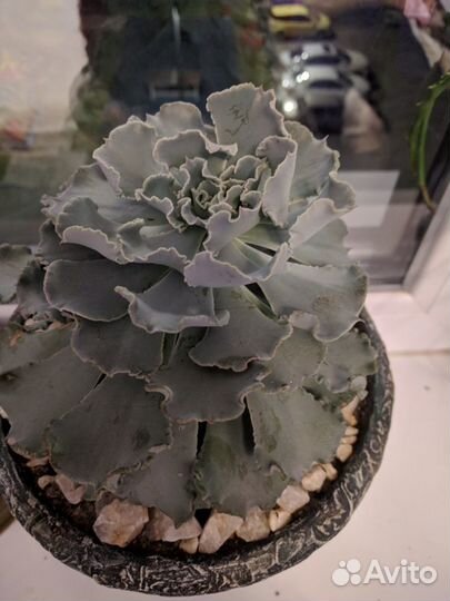 Вазоны с Эхеверией