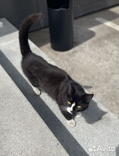 Кошка в добрые руки