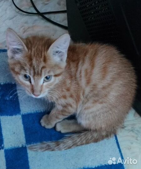 Котёнок ищет дом