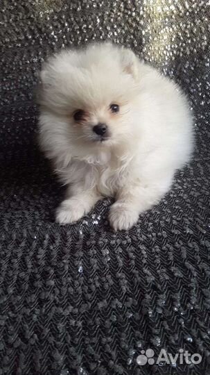 Щенки шпица