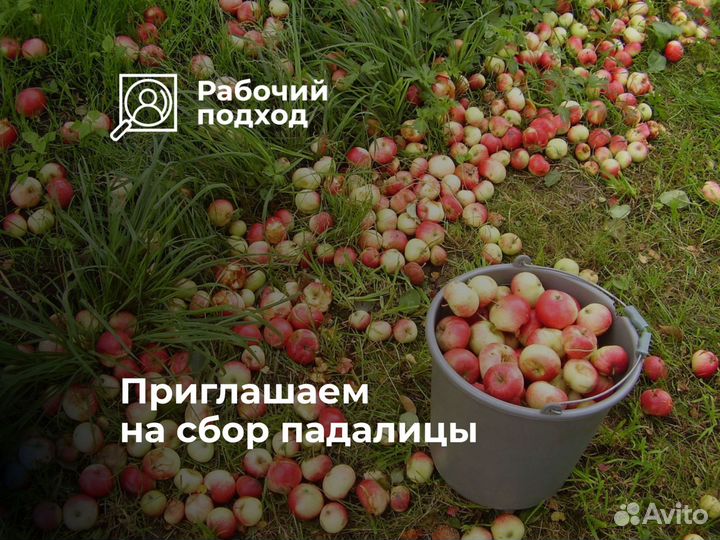 Сезонный работник в сад. Стабильные выплаты