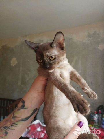 Бурманская котенок объявление продам