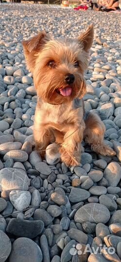 Собака для вязки