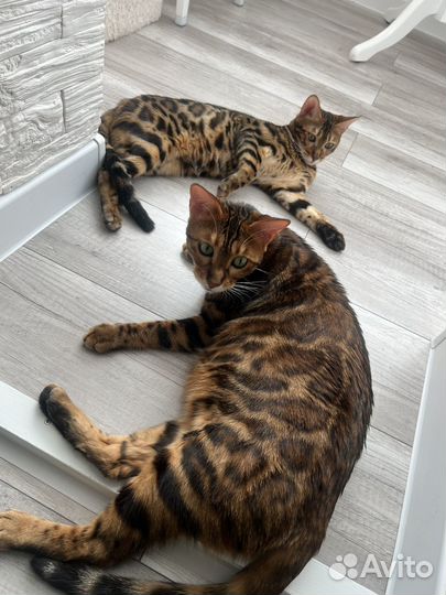 Бенгальская кошка