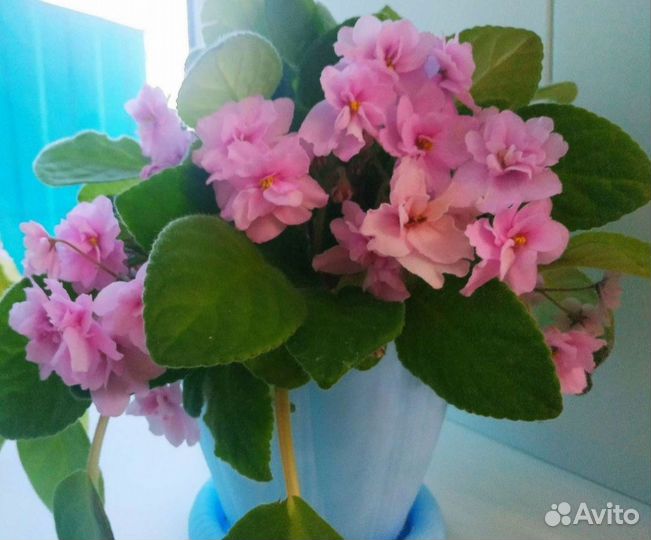 Взрослые цветущие фиалки с фото