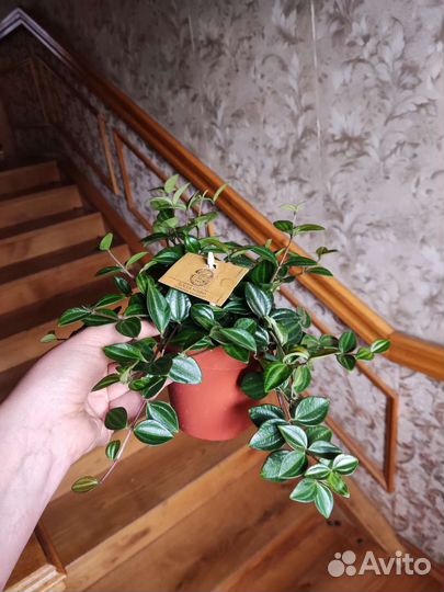 Пеперомия ангулата