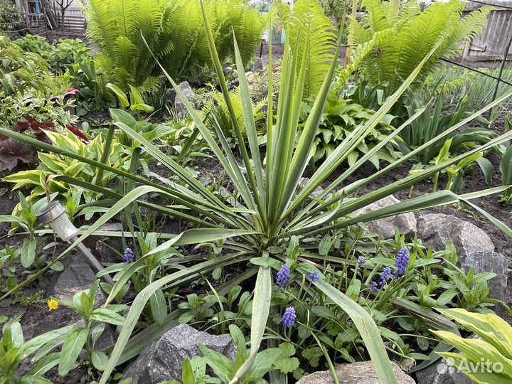 Многолетние цветы