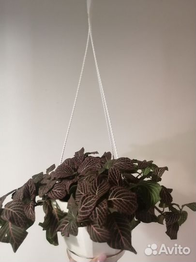 Аглаонема, фиттонии, эпипремнум