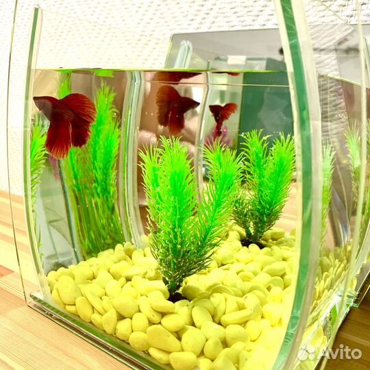 Аквариум с петушком