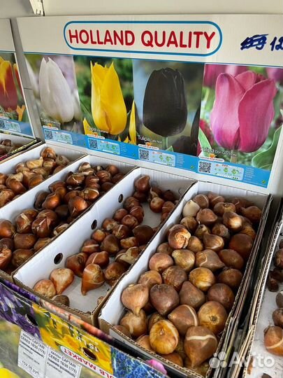 Луковицы тюльпанов, гиацинтов, нарциссов, крокусов