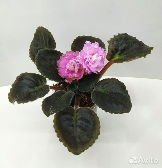 Фиалочки цветущие