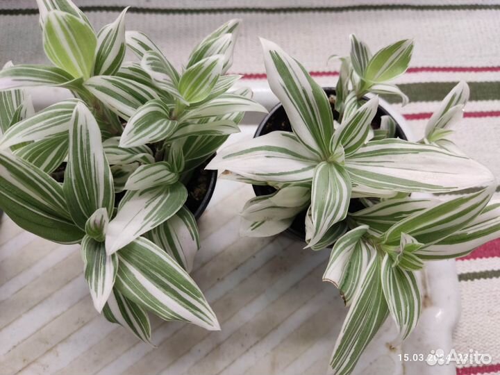 Традесканция