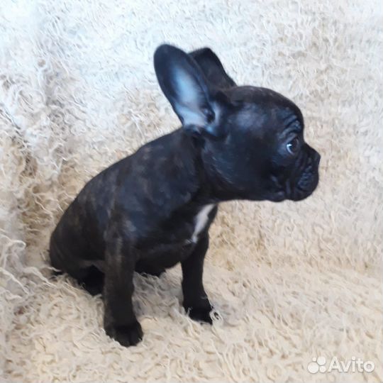 Продаются щенки французского бульдожки