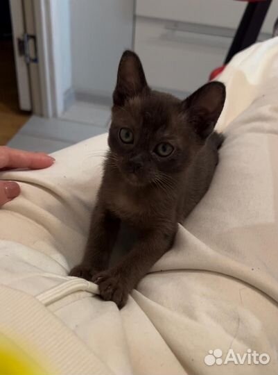 Европейская бурма котята