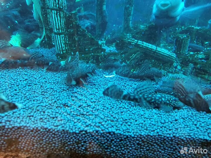 Сомики анциструсы