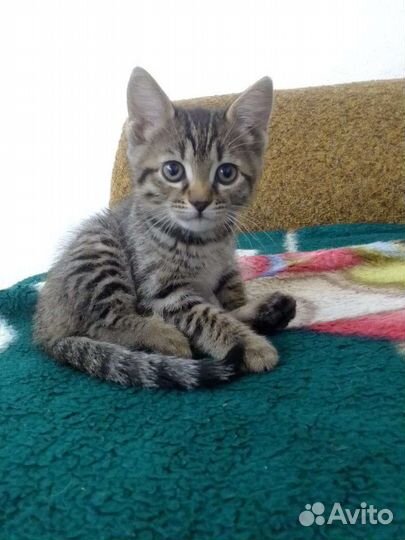 Зоогостиница для кошек 