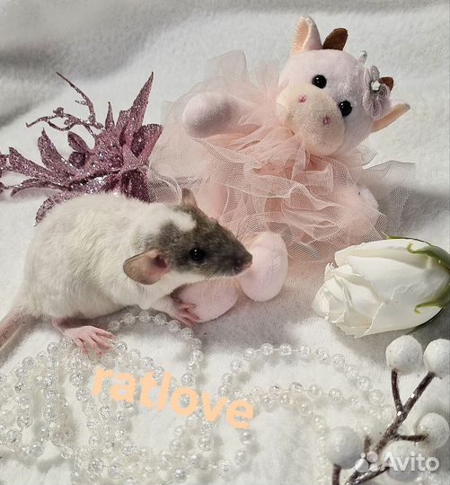 Крысята дамбо рекс