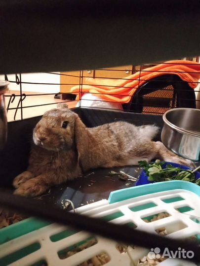 Передержка грызунов