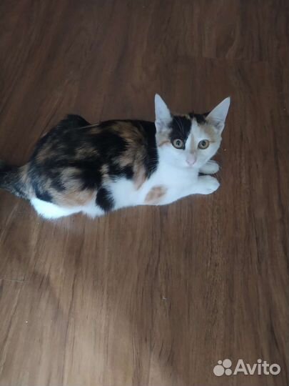 Домашние животные кошки