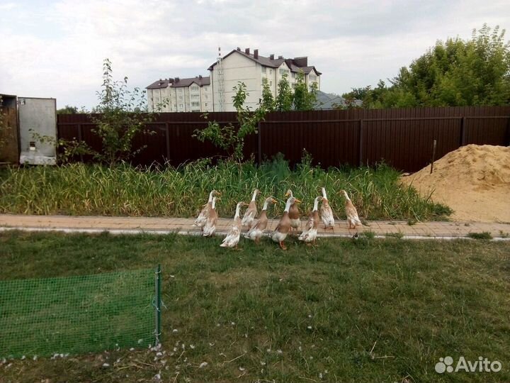 Продам петухов, селезней, семьи