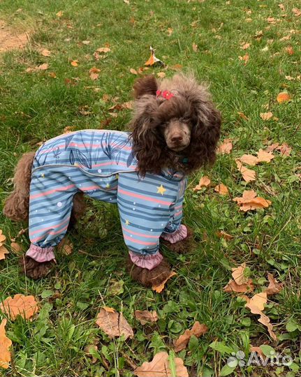 Одежда для собак
