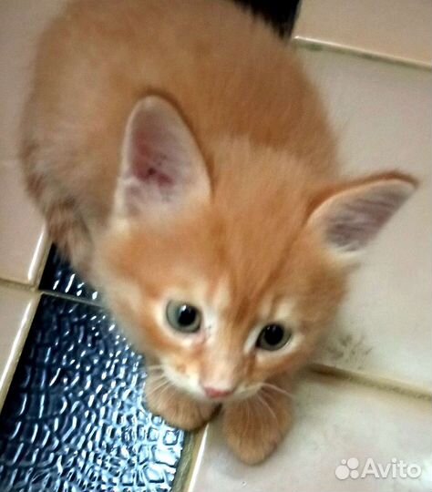 Рыжие малыши в добрые руки