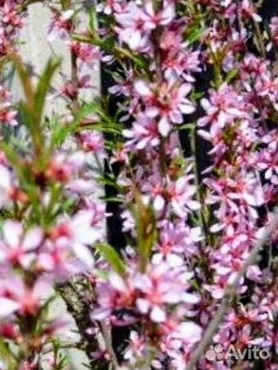 Миндаль трехлопастный, вишня, слива