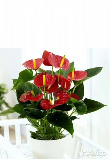 Комнатные цветы антуриум