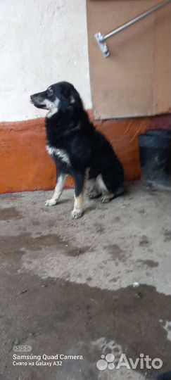 Собака и щенки