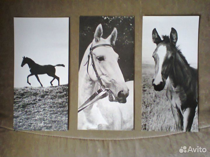 Набор фотографий