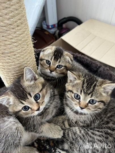 Шотландские вислоухие котята