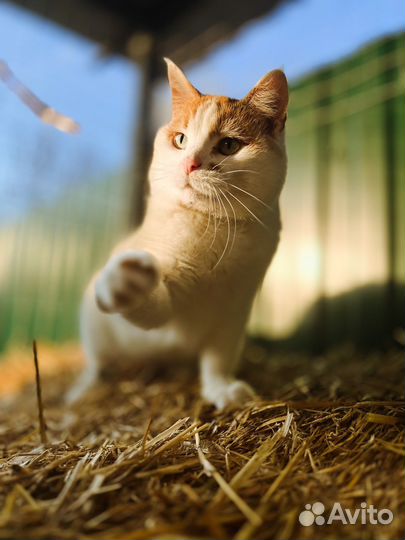 Кошка Мила