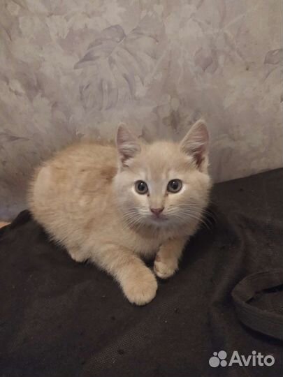 Котята бесплатно