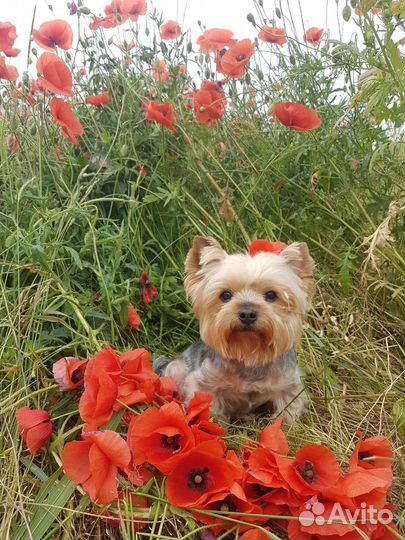 Передержка для собак, догситтер