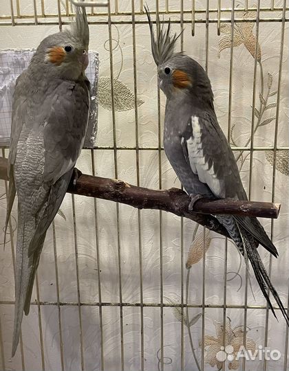 Попугай корелла птенец