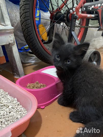Котенок в добрые руки