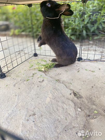 Декоративные кролики