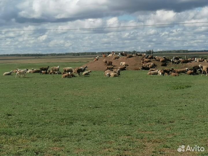 Курдючные бараны овцы