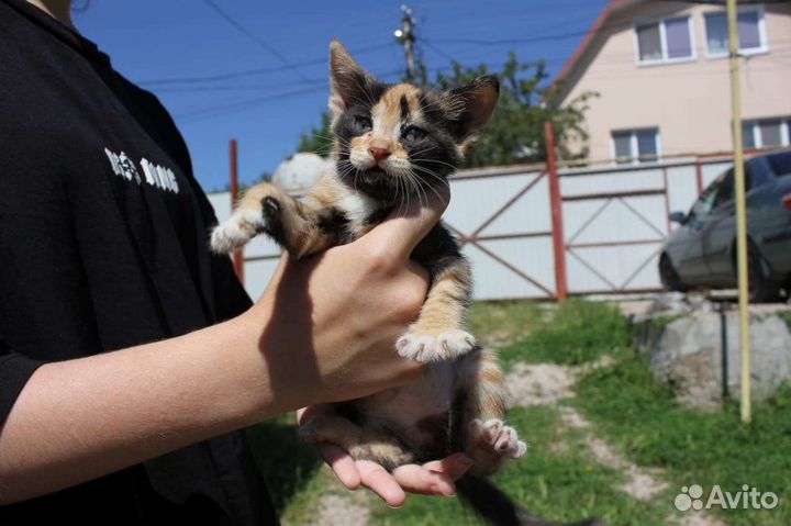 Котята в добрые руки бесплатно