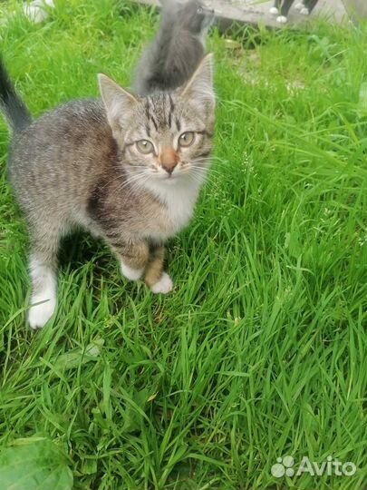 Котята бесплатно
