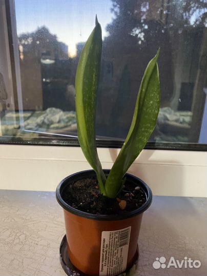 Сансевиерия